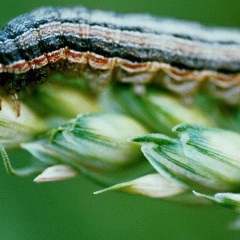 Armyworms in Texas Pastures and Lawns