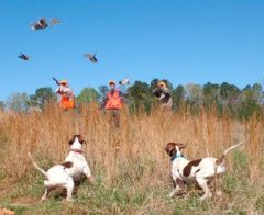 Quail Surveys Indicate Promising Prospects for October 26, 2024 Season Opener