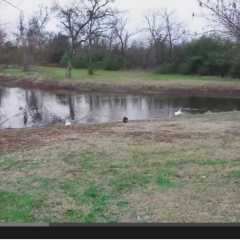 A Very Merry Duckie Christmas For Carter