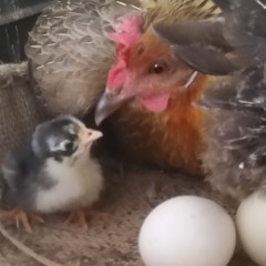 What To Know Before Taking On A Backyard Poultry Flock