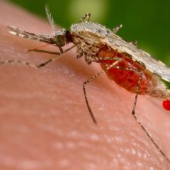 First Texas Case of West Nile Virus and a Global Increase in Dengue Virus Cases Highlights Need for Mosquito Precautions