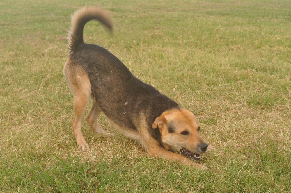 Animal of the Week: Bentley the Dog - Ksst Radio