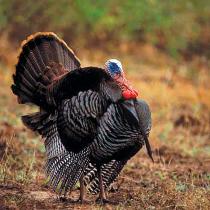 Turkey Talk: Some Essential Factors To Consider Before Buying For The Holidays