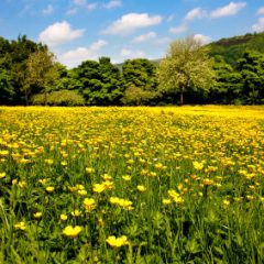 Yellow Flowers in the Pasture