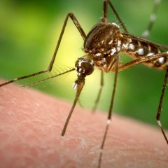 The Danger Of The Zika Virus!