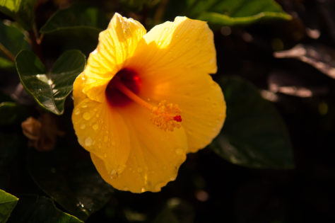 yellow-flower-photo-walk