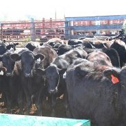 More Suspects Caught Up in Cattle Theft