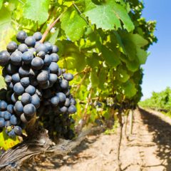 Texas Wine Industry Joins ‘Come Over October’