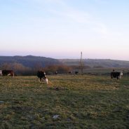 Native Grasses, Forbs Can Help Cattle Producers, Rural Landowners Reduce Operational Costs