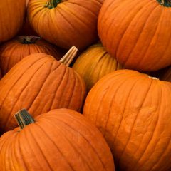 Shannon Oaks Church Pumpkin Patch: Now Open