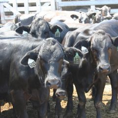 October 5th Proclaimed Hopkins County Beef Day