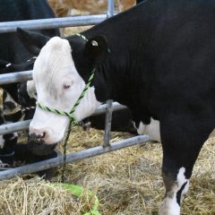 Photos from the Hopkins County Junior Livestock Market Show 2018