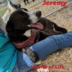 Hearts of Life Animal Rescue Presents Jeremy for Adoption