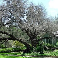 Oak Wilt Disease Threatens Texas Oaks in Spring