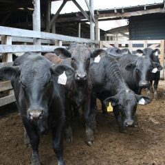 4,799 Head Of Cattle Sold At NETBIO  Pre-Conditioned Calf & Yearling Sale