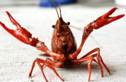 2025 Crawfish Season Outlook