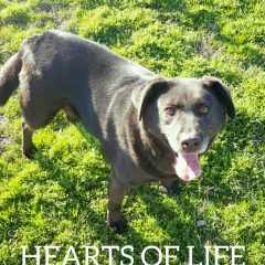 Hearts of Life Presents Sophie For Adoption