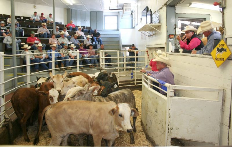 Producers Sell Over 5,000 Head Of Cattle At NETBIO Sale - Ksst Radio