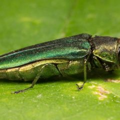 Fort Worth Braces Regional Champion Trees for Tree-Killing Pest