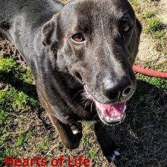 Hearts of Life – CeCe Needs a Home