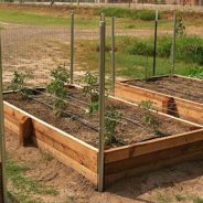 Considerations To Keep In Mind Before Constructing Raised Bed Vegetable Gardens