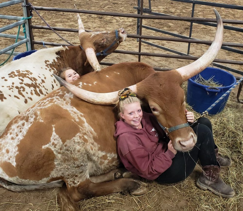 Texas Longhorns Arrive for Show - Ksst Radio