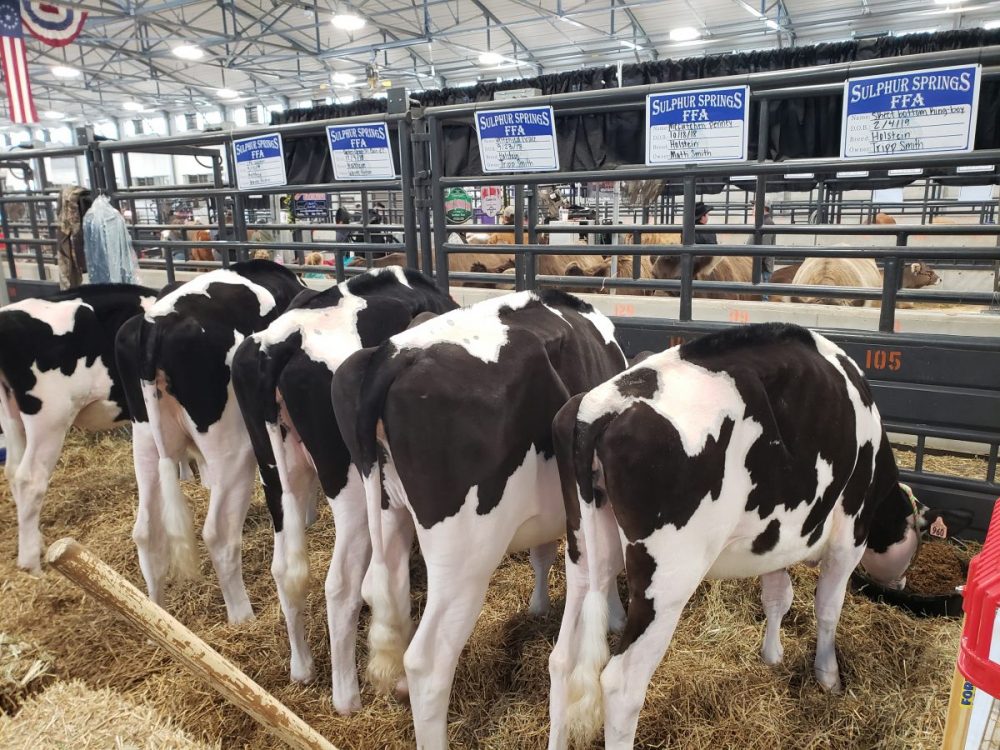 2021 Dairy Classic Show Plus an Open Dairy Show June 12 - Ksst Radio