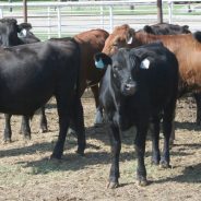 Suspected Cattle Rustlers Rounded Up in Hopkins County