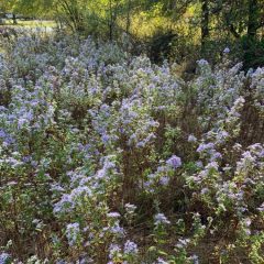 Spring Into Action by Planting Native Wildflower Seeds in the Fall