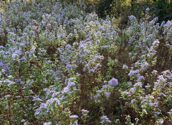 Spring Into Action by Planting Native Wildflower Seeds in the Fall