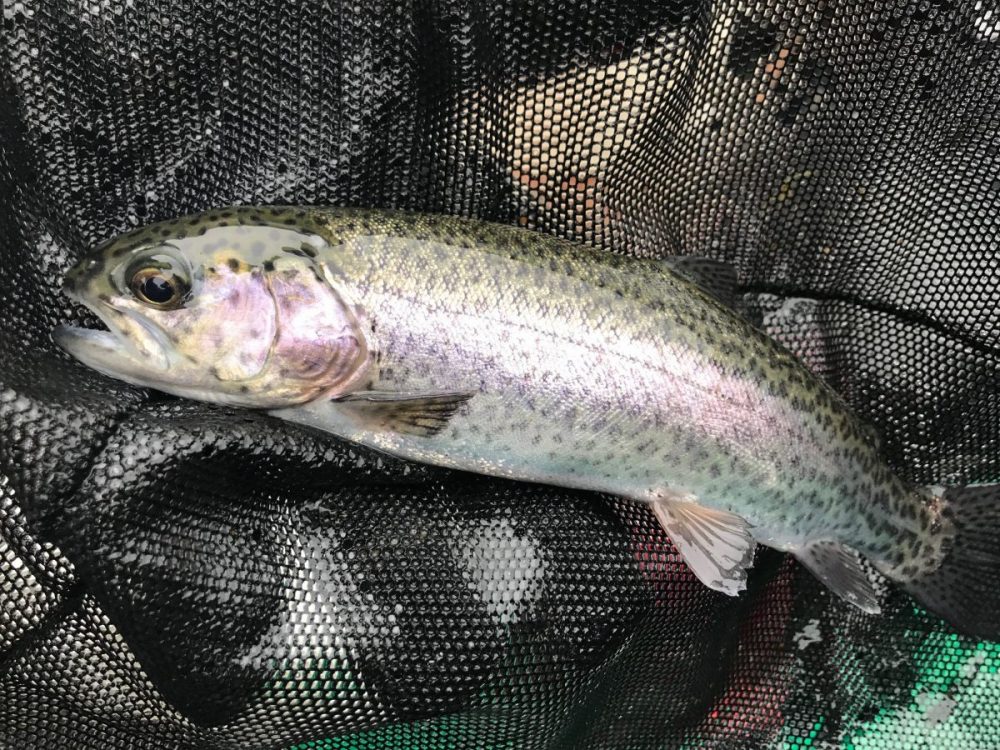 Texas Rainbow Trout Fishing - Community Lakes and Ponds - HubPages
