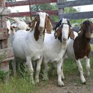 Parasite Control Options For Goat Herds