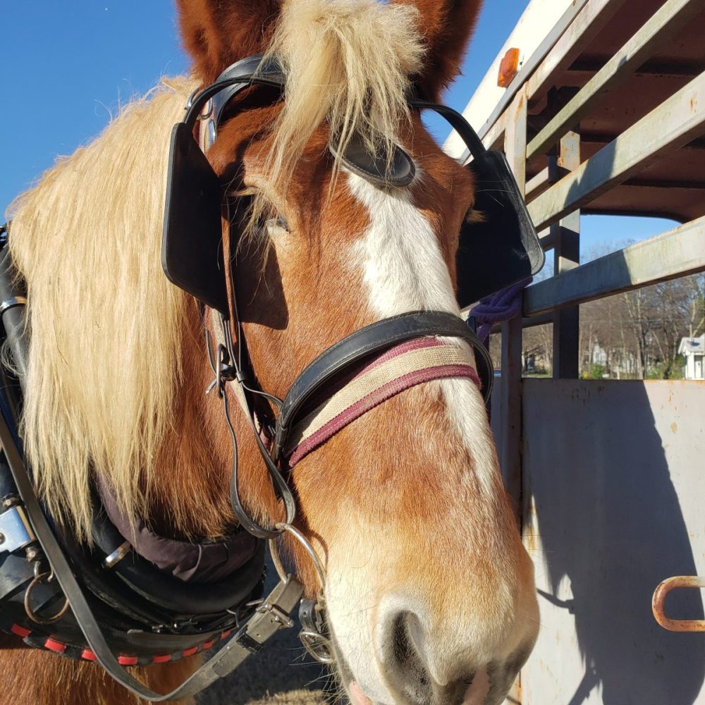 Samson the Horse on Celebration Square - Ksst Radio