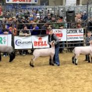 NETLA Hopkins County Jr. Market Livestock Show 2022 Lamb Competition Results