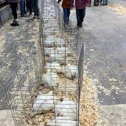 NETLA Hopkins County Junior Market Livestock Show 2022 Poultry Contest