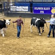 NETLA Hopkins County Junior Market Livestock Show 2022 Steer Contest Results