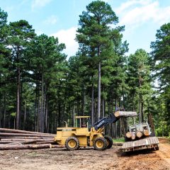 Kaufman Woman Arrested By Texas A&M Forest Service For Hopkins County Theft