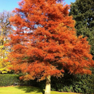 A Redwood For Your Yard