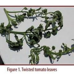 Possible Causes For Twisted, Curled Vegetable Leaves