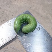 How To Identify And Getting Rid Of Tomato Hornworms