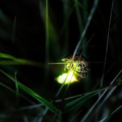 Whatever Happened To The Lightning Bugs?