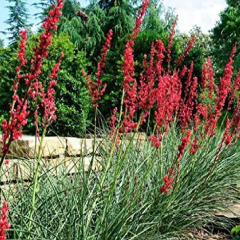 Consider a Red Yucca for your Flower Bed