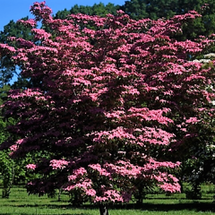 A Scarlet Fire Dogwood Is Ideal For Small Spaces