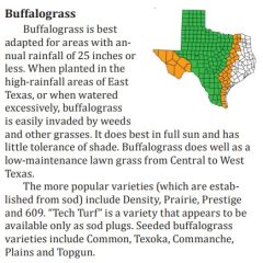 What to Keep In Mind If Considering Buffalo Grass For An East Texas Lawn