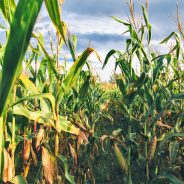 Corn In Our Home