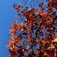 October Is A Great Time To Enjoy The Fall Colors, Cooler Temperatures At Cooper Lake State Park