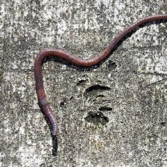 Earthworms After a Rain