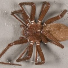 Wolf Spiders in Your Home