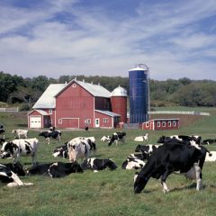 Local Farmers Keep Close Eye on Dutch Protests for Free-Range Freedom