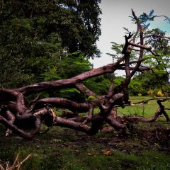 Limb And Debris Cleanup Site Time Period Extended